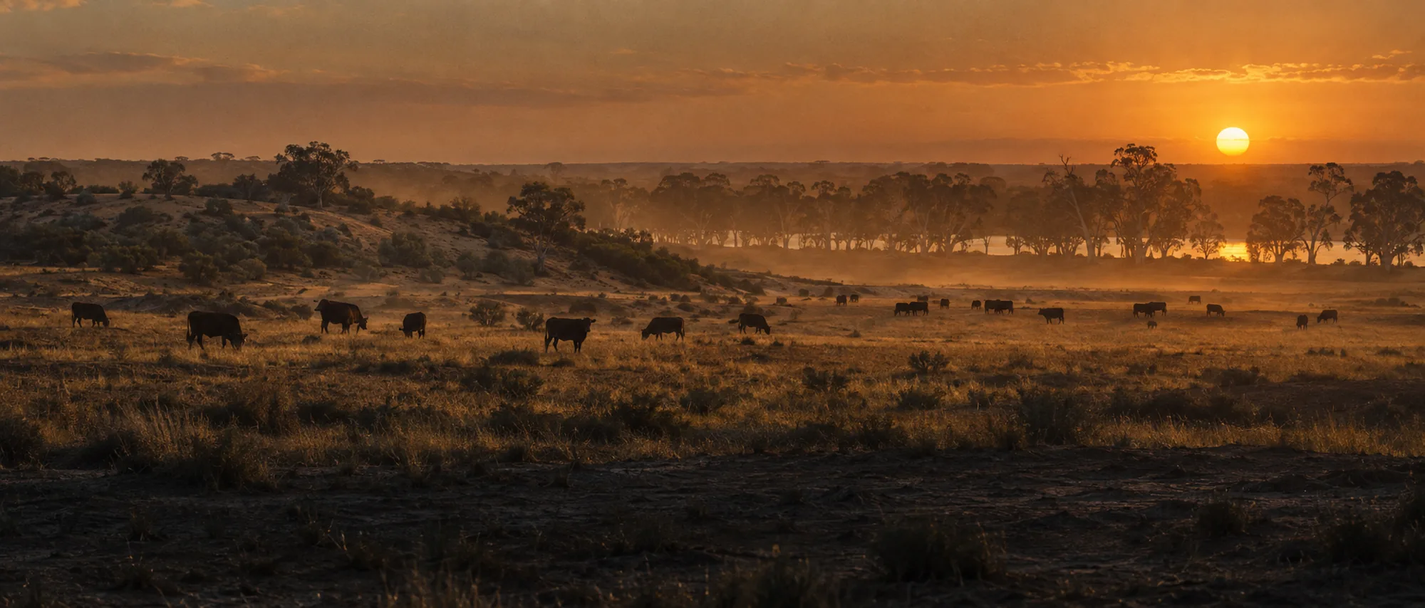 Cattle grazing on dry golden paddocks at dusk beside the Murray River, with river red gums on the far bank.